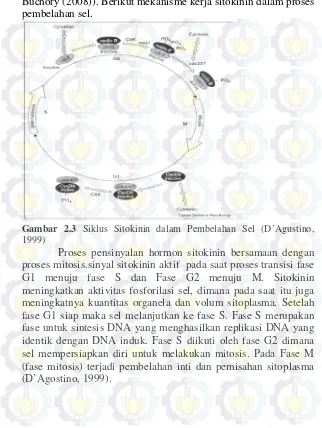 Gambar 2.3 Siklus Sitokinin dalam Pembelahan Sel (D’Agustino,   
