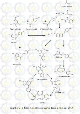 Gambar 2. 1 Jalur biosintesis senyawa fenolat (Ersam, 2005) 