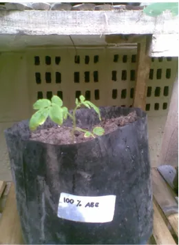 Gambar 6. Pertumbuhan Tanaman Tomat Hari ke-50  dengan Variasi 100 % Abu Batubara 