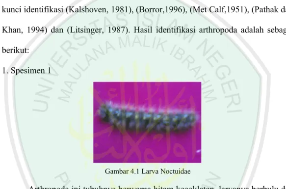 Gambar 4.1 Larva Noctuidae