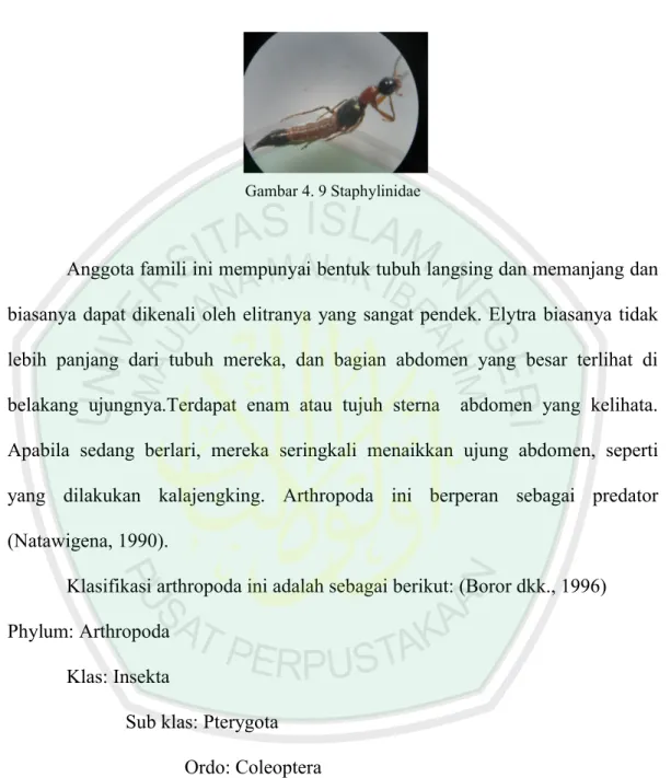 Gambar 4. 9 Staphylinidae