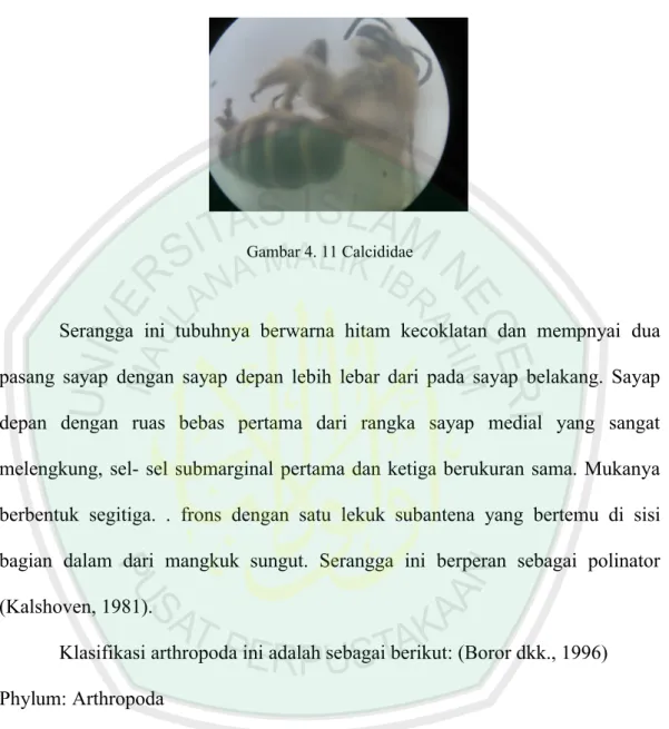 Gambar 4. 11 Calcididae