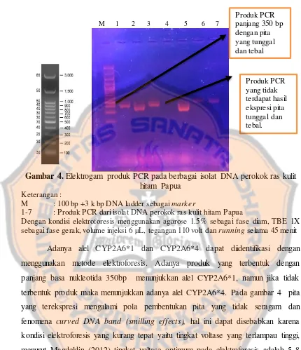 Gambar 4. Elektrogam produk PCR pada berbagai isolat DNA perokok ras kulit 