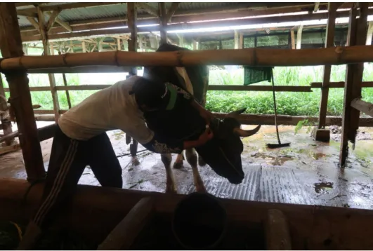 Gambar 4. Pemasangan NFC Tag pada Sapi 