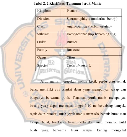 Tabel 2. 2 Klasifikasi Tanaman Jeruk Manis 