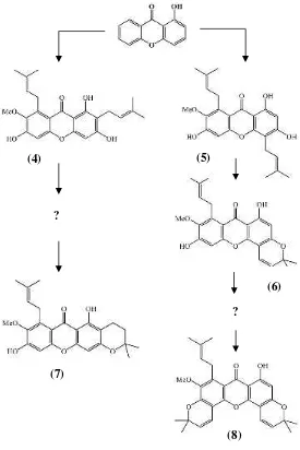 Gambar 1. 1 Jalur biogenesis pembentukan senyawasanton dari isolasi G.tetrandra