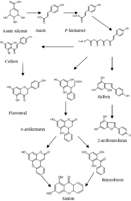 Gambar 2. 2 Jalur biosintesis senyawa fenolat