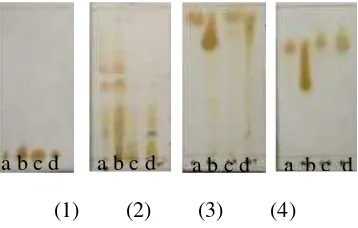Gambar 4. 1 Kromatogram KLT hasil uji pendahuluan ekstrak (a:h-heksana); (b: metilena klorida); (c: etil asetat); dan(d: metanol) yang dimonitoring dengan eluen (1) n-heksana; (2) metilena klorida; (3) etil asetat; (4)metanol