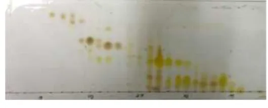 Gambar 4. 2 Kromatogram KLT hasil KCV 1 ekstrak pekatmetile klorida dengan eluen etil asetat:n-heksana(20:80)