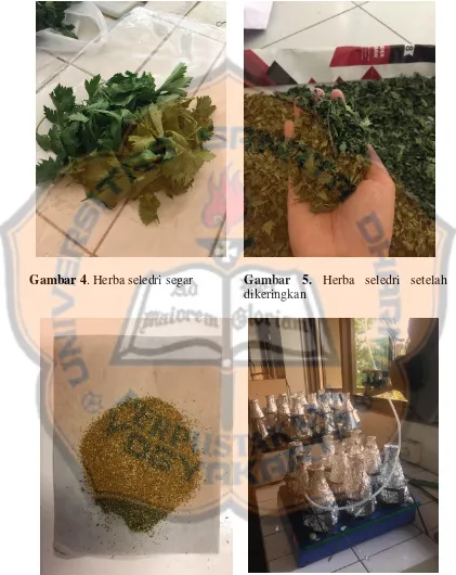 Gambar 4. Herba seledri segar 