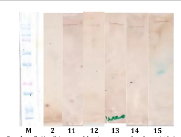 Gambar  5  menunjukkan  hasil  blotting  dari  sampel  belalang  goreng.  Dari  15  serum  darah  responden  yang  dianalisis  diperoleh  hasil  6  orang  yang  positif  alergi