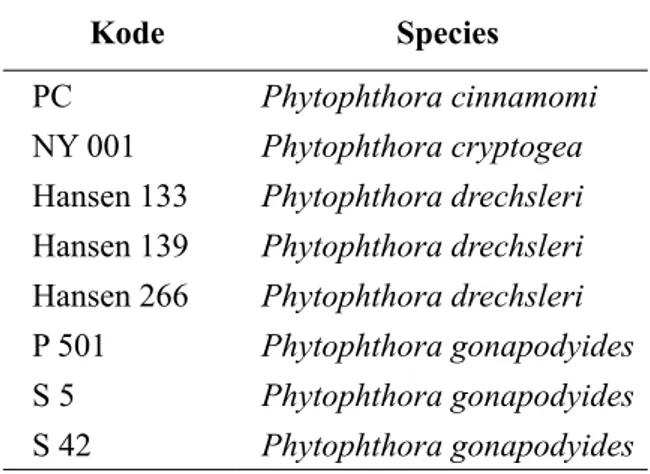 Gambar 1.  Biakan Phytophthora Hansen 266  (Phytophthora drechsleri)