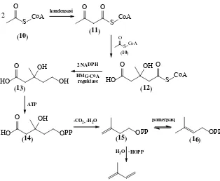 Gambar 2.1 Biosintesis isopentenil piroposfat (15) dan                 3,3-dimetilalil pirofosfat (DMAPP) (16) 