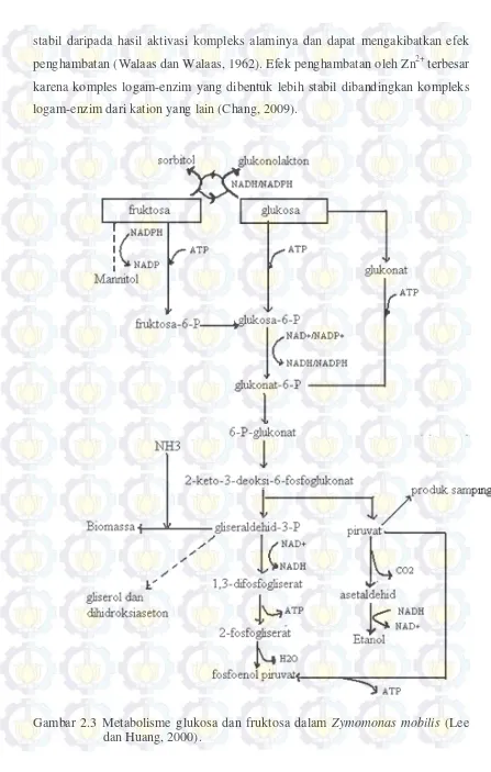 Gambar 2.3 Metabolisme glukosa dan fruktosa dalam Zymomonas mobilis (Lee 