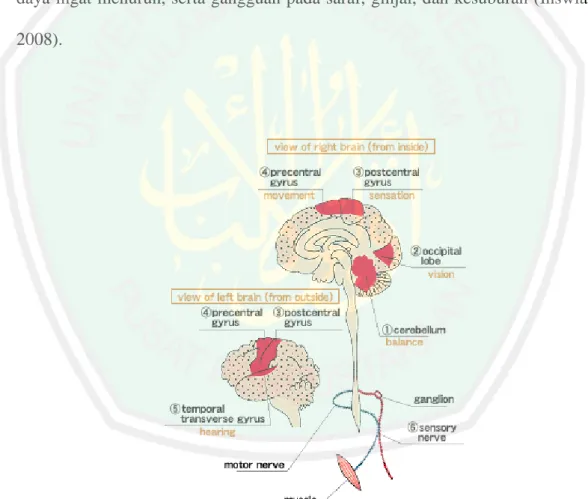 Gambar 2.3 Zona lesi pada sistem saraf (Yanuar, 2008). 