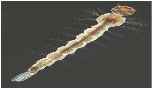 Gambar 2.11 Larva Aedes (Cutwa and O’meara 2015)