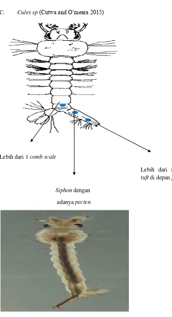 Gambar 2.13 Larva Culex (Cutwa and O’meara 2015) 
