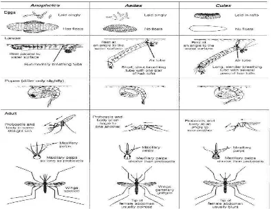 Gambar 2.1 Karakteristik untuk membedakan nyamuk (WHO, 1997) 