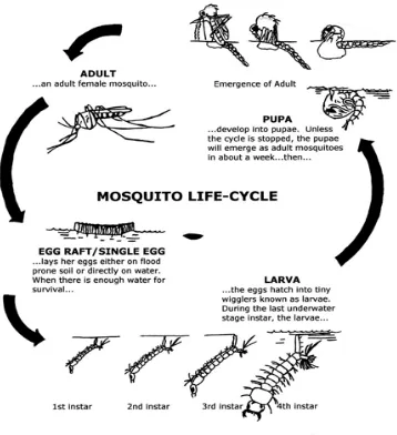 Gambar 2.2 Siklus hidup nyamuk (West Umatilla Mosquito Control District 2015) 
