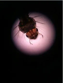 Gambar 2. Larva Culex sp 