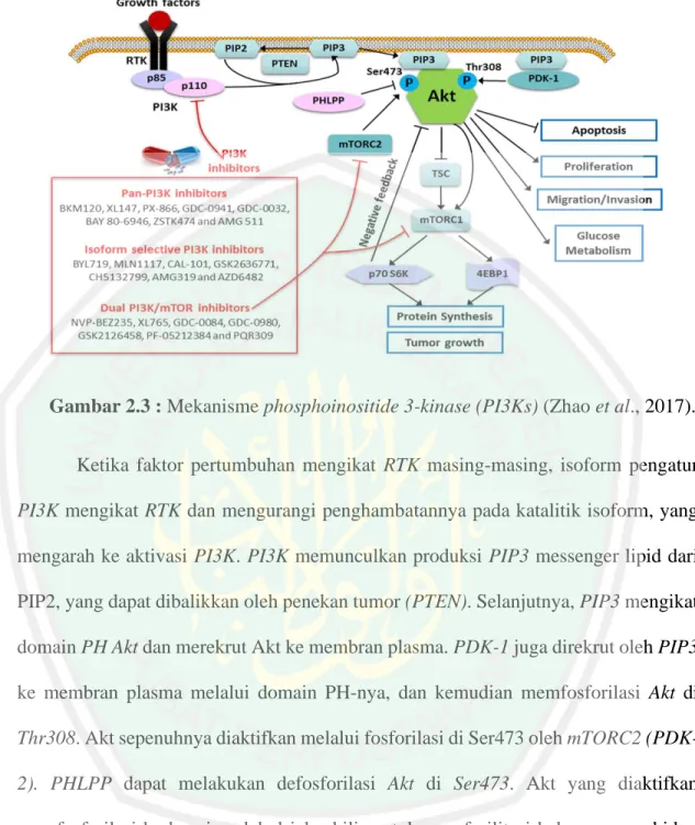 Gambar 2.3 : Mekanisme phosphoinositide 3-kinase (PI3Ks) (Zhao et al., 2017). 