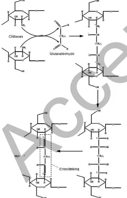 Fig 2. Crosslink of chitosan and glutaraldehyde, andinteraction with PVFD