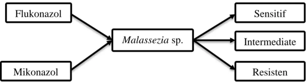 Gambar 12. Desain Penelitian Flukonazol   Malassezia sp.  Mikonazol    Resisten    Intermediate   Sensitif   