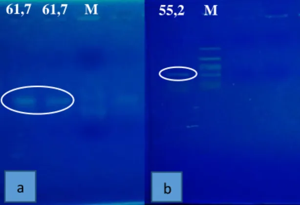 Gambar  3.  Visualisasi  Hasil  Gradient  PCR  Fusan  DSCP  T  dengan  Suhu  Annealing  43 o C  –  63 o C;  a