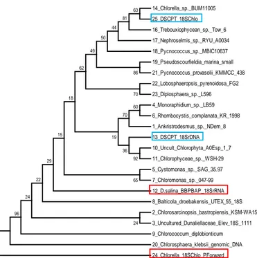 Gambar  4.    Pohon  Filogenetik  Menunjukkan  Hubungan  antara  sekuen  DSCPT  18S  rDNA  (Dunaliella),  DSCPT  18S  Chlorella,   D