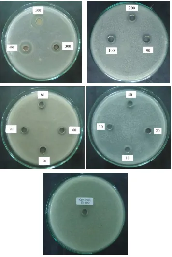 Gambar hasil uji aktivitas antijamur ekstrak etanol teripang bilalomauritiana (Actinopyga (Quoy) Gaimard).