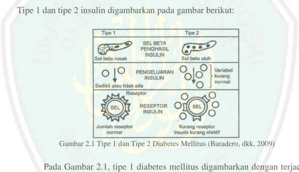 Gambar 2.1 Tipe 1 dan Tipe 2 Diabetes Mellitus (Baradero, dkk, 2009) 