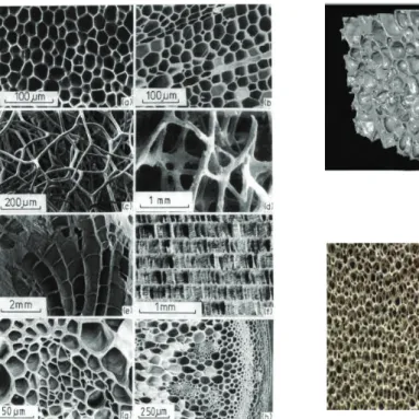 Fig. 1.  Natural cellular materials: (a) cork, (b) balsa, (c) sponge, (d) trabecular bone, (e), coral (f),  cuttlefish bone, (g) Iris leaf, (h) plant stalk [1], (i) aluminium foam closed cell structure, j) open  cells metal foams [2]