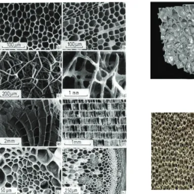 Fig. 1.  Natural cellular materials: (a) cork, (b) balsa, (c) sponge, (d) trabecular bone, (e), coral (f),  cuttlefish bone, (g) Iris leaf, (h) plant stalk [1], (i) aluminium foam closed cell structure, j) open  cells metal foams [2]