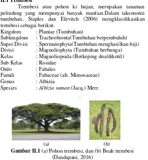Gambar II.1 (a) Pohon trembesi, dan (b) Buah trembesi 