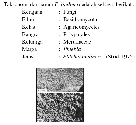 Gambar 2.1 Miselium Jamur Phlebia lindtneri (Strid, 1975)