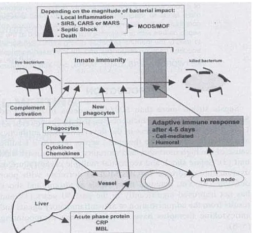 Gambar 2.1 Respon Imun terhadap Infeksi Organisme 