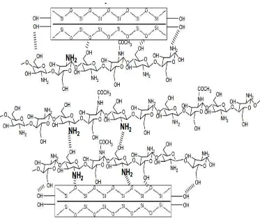 Gambar 2.7 Struktur membran komposit kitosan/montmorillonit (Wang dkk, 2005) 