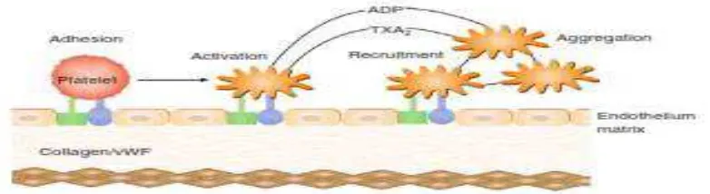 Gambar 2.1 Peran platelet membentuk trombus (Groos dan Weitz, 2009). 