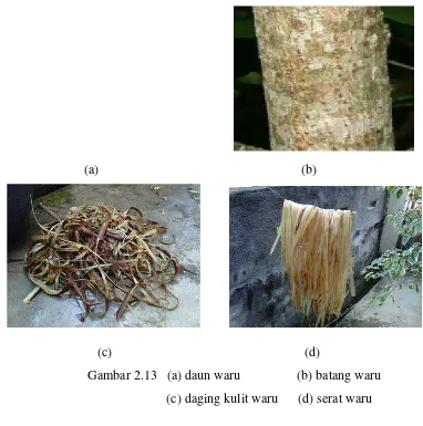 Gambar 2.13   (a) daun waru                 (b) batang waru 