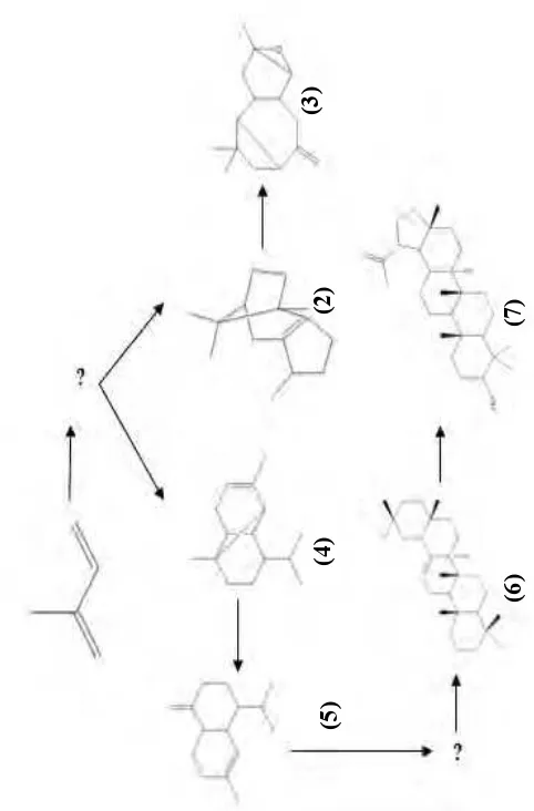 Gambar 1.1 Pola jalur biogenesis pembentukan senyawa  terpemoid dari genus Garcinia 