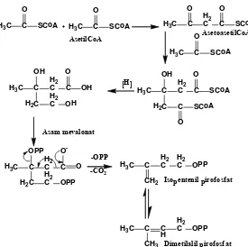 Gambar 2.2 Biosintesis Isopentenil Pirofosfat (IPP) dan   