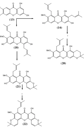 Gambar 1. 1 Saran jalur biogenesis pembentukan senyawa santon dari Garciniatetrandra Pierre