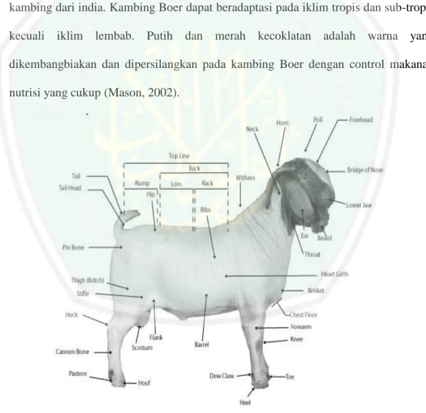 Gambar 1. Morfologi kambing Boer (American Boer Goat Assosiation, 2001) 
