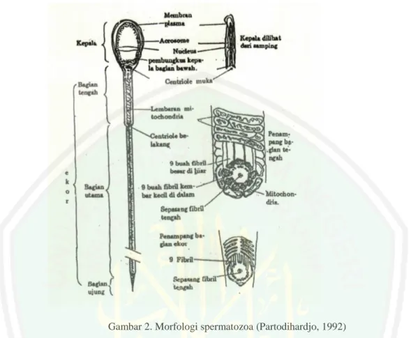 Gambar 2. Morfologi spermatozoa (Partodihardjo, 1992) 