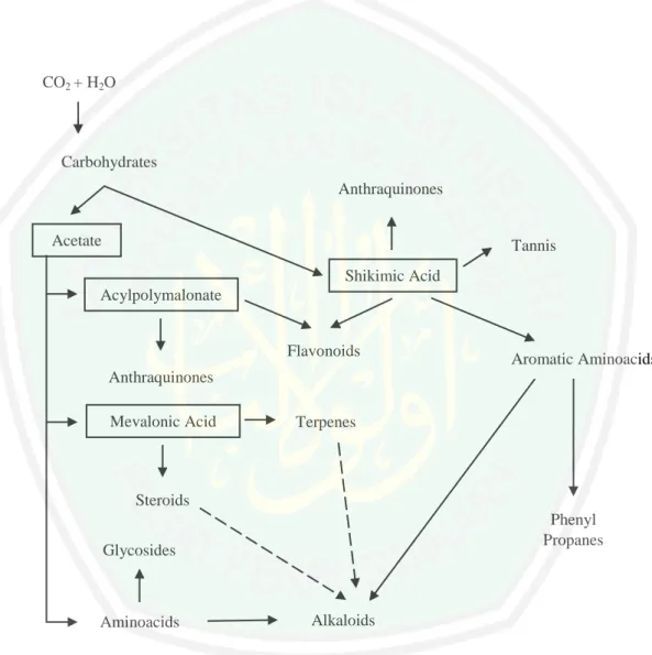 Gambar 2.4 Alur utama biosintesis (Supriyatna, 2015). 