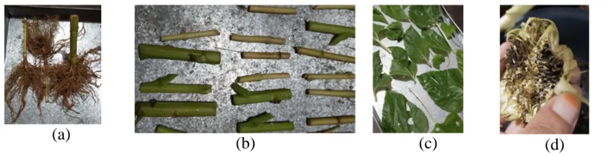 Gambar 5.2 Proses pengeringan bagian akar (a), batang (b), daun (c), dan biji (d)  Helianthus annuus L