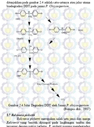 Gambar 2.4 Jalur Degradasi DDT oleh Jamur P. chrysosporium 
