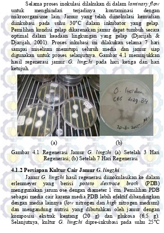 Gambar 4.1 Regenerasi Jamur G. lingzhi (a) Setelah 3 Hari 