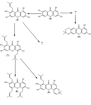 Gambar 1. 1 Jalur biogenesis senyawa santon dari Garcinia tetrandra 