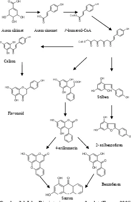 Gambar 2.1 Jalur Biosintesis senyawa fenolat (Ersam, 2005) 